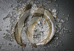 Catfish on ice in the fish market, fresh raw catfish freshwater fish, catfish for cooking food fish