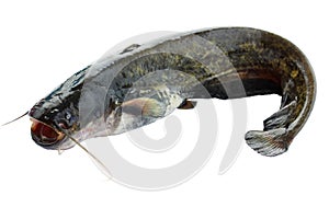 Catfish isolated on white