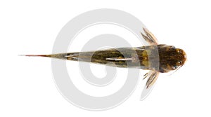 Catfish isolated on white