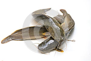 Catfish isolated on white background, fresh raw catfish freshwater fish, catfish for cooking food fish