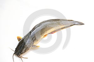 Catfish isolated on white background, fresh raw catfish freshwater fish, catfish for cooking food fish