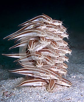 Catfish jenga