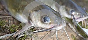 Catfish with long whiskers