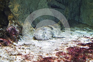 a catfish is lying on the ground