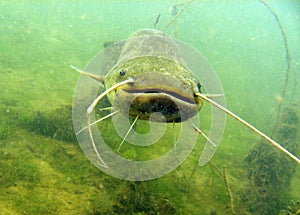 Catfish in natural environment photo