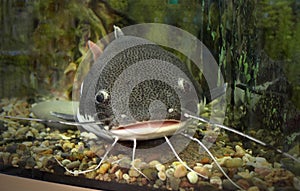 Catfish In The Ocean Aquarium. Fish From Ocean In The Aquarium. Red-tailed catfish in an aquarium with a wound on the lip, catfish