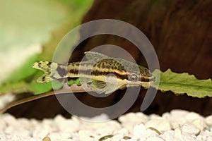 Catfish Oto Dwarf Suckermouth otocinclus vittatus algae eater aquarium fish photo