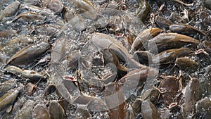 Catfish pond.Catfish in the fish farming. Catfish does not contain any carbohydrates, but there is a good amount of protein