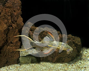 Catfish, pseudacanthicus sp, Adult