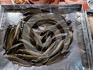 catfish for sale at a fresh market in Thailand