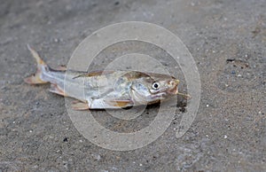 Catfish on the sand beach