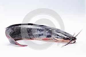 Catfish