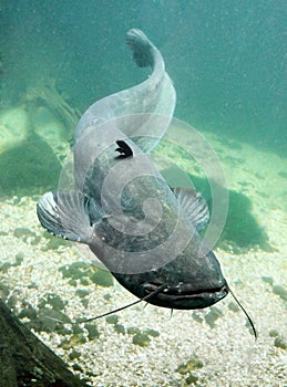 The Catfish (Silurus Glanis).