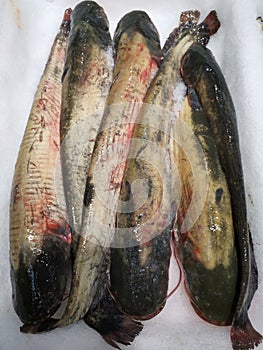 The Catfish (Silurus Glanis) on ice