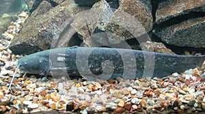Catfish, Silurus glanis, lies on sandy bottom with stones on background