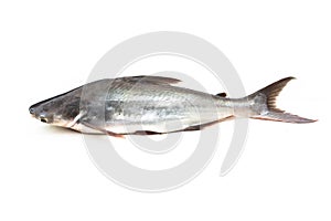 Catfish ,Siriped Catfish,Pangasianodon hypophthalmus, isolated on the white background