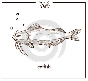 Catfish sketch fish vector icon of sheatfish