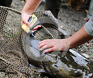 Catfish Study Tagging