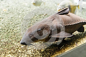 catfish swims in aquarium