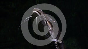 Catfish swims in circles in the aquarium