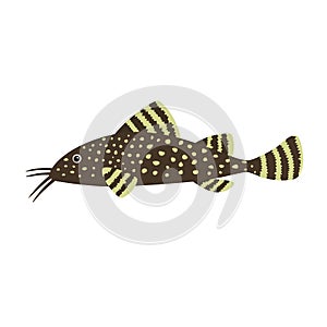 Catfish on white background