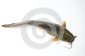 Catfish on white background, fresh raw catfish freshwater fish, catfish for cooking food fish