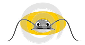 Catfish photo