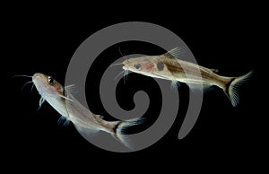 Catfishes in aquarium , Naked catfishes