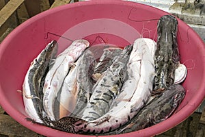 Catfishes in a red bowl on a market at Santa Cruz de Mompox, Colombia