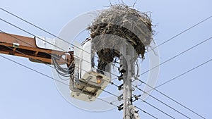 Cath storks from their nest