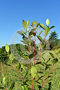 Catha edulis, an ornamental plant used in gardening