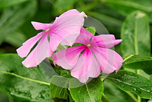 Catharanthus photo