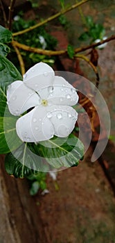 Catharanthus flower  from India  .  This flower& x27;s leaves were used for sugar control and it& x27;s flower is vary in colours.