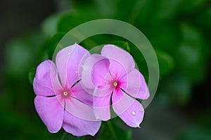 Catharanthus roseus, Apocynaceae family