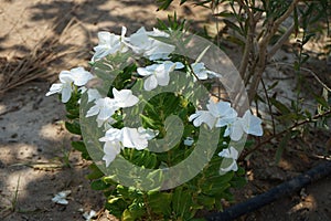 Catharanthus roseus blooms in August. Rhodes Island, Greece