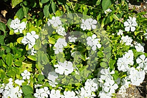 Catharanthus roseus blooms in August. Rhodes Island, Greece