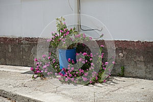 Catharanthus roseus blooms in August. Rhodes Island, Greece