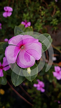 Catharanthus roseus