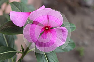 Catharanthus roseus, commonly known as bright eyes, graveyard plant, old maid, pink periwinkle, tapak dara, blooming in garden