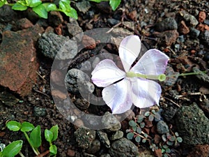 Catharanthus Roseus fell on ground photo