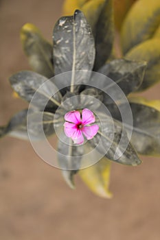 Catharanthus roseus flower