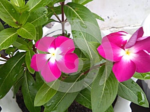 Catharanthus roseus flower