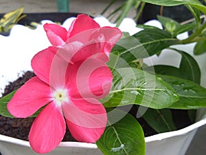 Catharanthus roseus flower