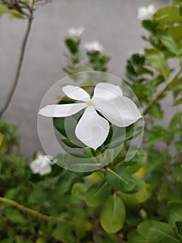 Catharanthus roseus flower commonly known as nayantara