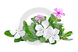 Catharanthus roseus flower with green leaves isolated on white