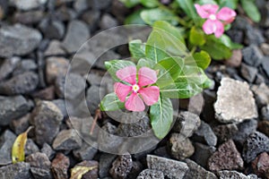 The Catharanthus roseus flowers