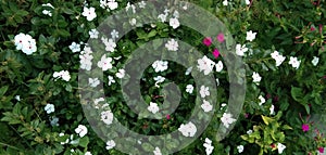 Catharanthus roseus, Garden flowers