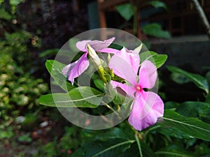 Catharanthus roseus growth and bloming photo