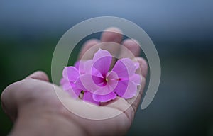Catharanthus roseus in hand