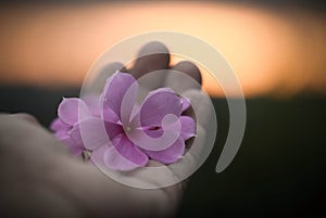 Catharanthus roseus in hand